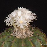 Discocactus latispinus ssp. pulvinicapitatus JL86108 Jequitai MG, Brazil   ÉPUISÉ - OUT of STOCK - AGOTADO